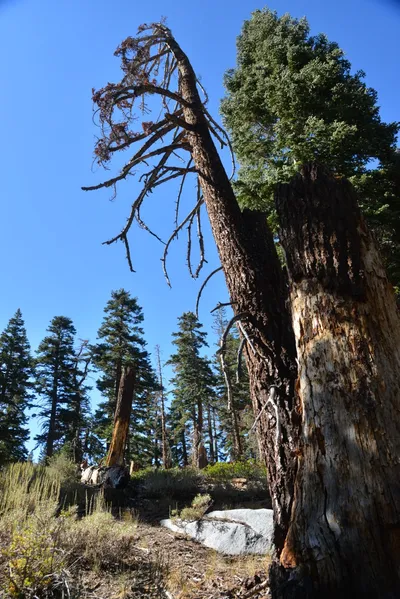 DSC_7828 (Large).JPG